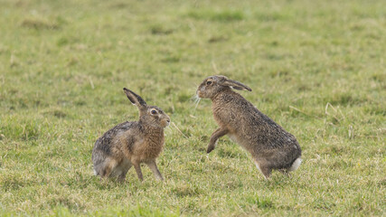 A boxing match between two hares and chasing each other.