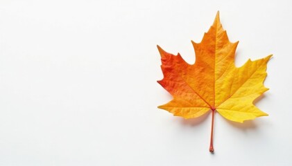 Single yellow-orange beech leaf, clean white backdrop , high resolution, yellow, white