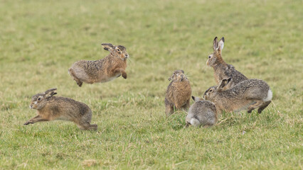 A boxing match between two hares and chasing each other.