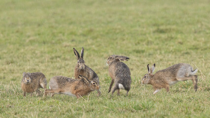 A boxing match between two hares and chasing each other.