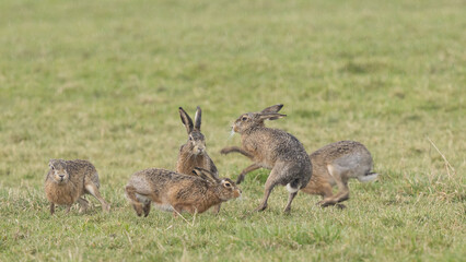 A boxing match between two hares and chasing each other.