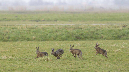 A boxing match between two hares and chasing each other.