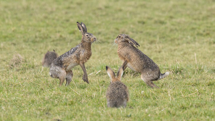 A boxing match between two hares and chasing each other.