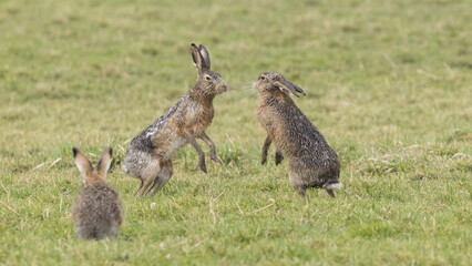 A boxing match between two hares and chasing each other.