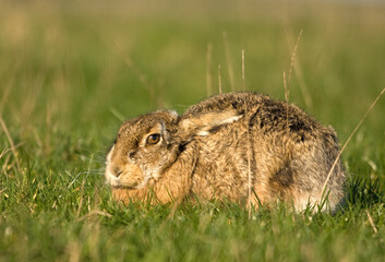 A boxing match between two hares and chasing each other.