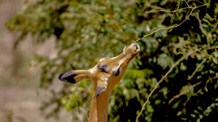 antelope