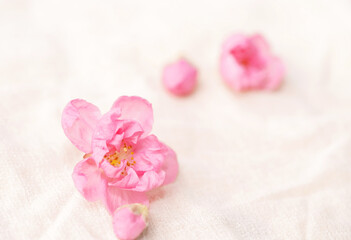 Cherry blossom isolated on white cloth with copy space, sign of spring.