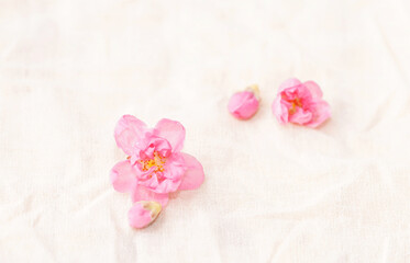 Cherry blossom isolated on white cloth with copy space, sign of spring.