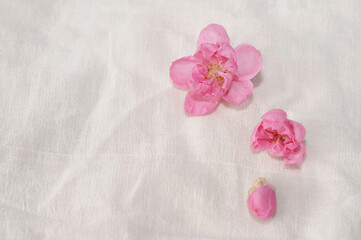 Cherry blossom isolated on white cloth with copy space, sign of spring.