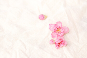 Cherry blossom isolated on white cloth with copy space, sign of spring.