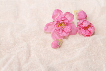 Cherry blossom isolated on white cloth with copy space, sign of spring.
