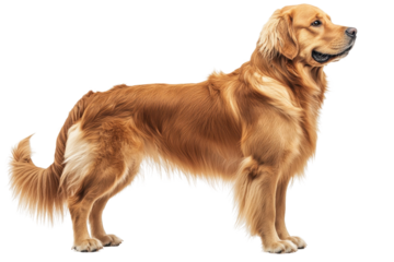 A Golden Retriever standing proudly, isolate on white background, embodying its friendly and loyal personality. PNG
