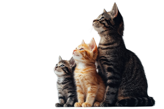 A family of cats, isolate on white background, depicting their interactions and affectionate nature. PNG