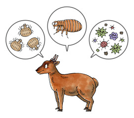 キョンと寄生虫(ダニ、ノミ、病原菌)