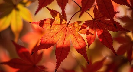 Fototapeta premium Close-up of Vibrant Red Maple Leaf During Autumn with Sunlight Shining Through