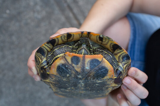 Person Holding Turtle with Shell Pattern Facing Camera


