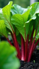 Obraz premium Bright red rhubarb stalks amongst broad green leaves in a garden bed , vegetable, natural, earth