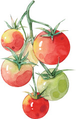 fresh tomato with water drops