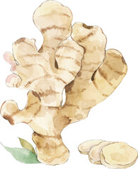 Fototapeta premium ginger root isolated on white