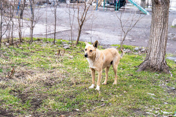 A stray dog stands alert on a patch of grass in an urban setting, surrounded by trees and sparse vegetation. The background features a playground and a paved area indicating a residential neighborhood