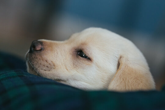 Young puppy dog falling asleep.