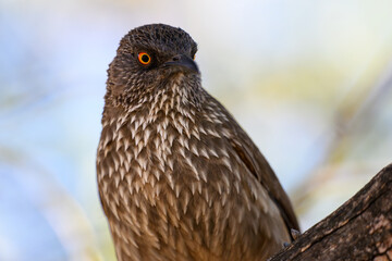 Tight closeup of an arrow marked babbler