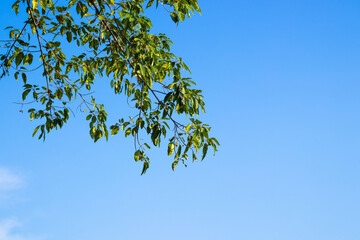 Green leaves and tree branch with clear blue sky background.