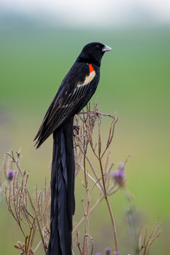 A male long-tailed widowbird in breeding plumage perched on a shrub.
