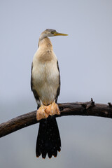 Fototapeta premium A juvenile african darter perched on a branch in the rain