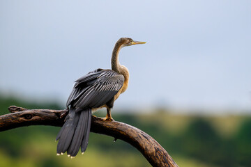 A juvenile african darter perched on a branch in the rain