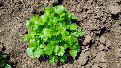 Coriander plant