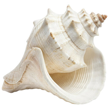 White conch shell isolated on a transparent background