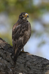 White Eyed Buzzard