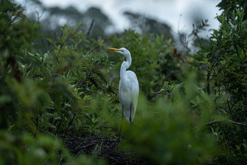 Bird in the Rain