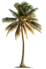 Tropical Palm Tree Isolated on White