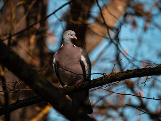 pigeon on branch