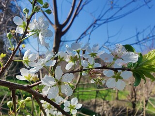 plumbago, Plum Blossom or stone fruit white flowers 
