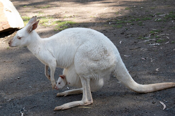 this is a side view of an albino kangaroo and her joey