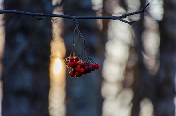 Bright red berries hang on thorny branches in the morning sunlight. Close-up shot, soft golden...
