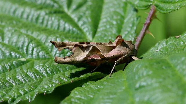 An Angle Shades Moth, Phlogophora meticulosa, resting on Bramble leaves. Summer. UK. This moth is shaped like a dead leaf