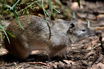 Southern brown Bandicoots are about the size of a rabbit, and have a pointy snout, humped back, thin tail and large hind feet