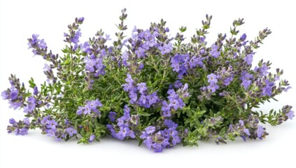 Naklejka premium Lush Lavender Bunch Against White Background