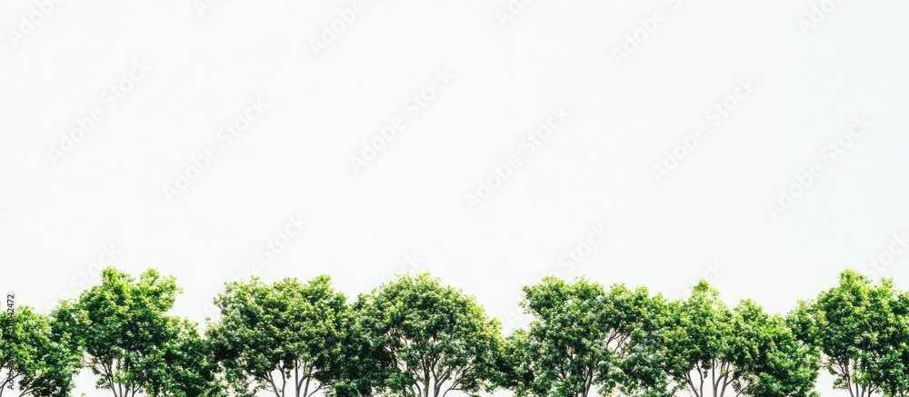 Aufkleber lush green treetops line the bottom of a minimalist white background creating a serene and tranquil 
