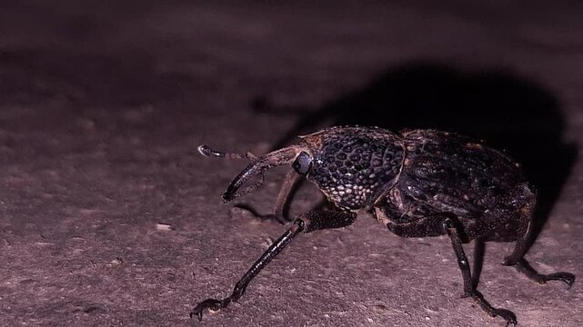 beetle on the ground