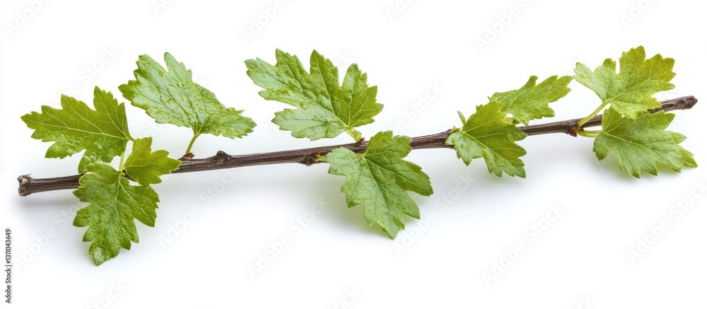 Leinwandbilder Fresh green twig with multiple leaves arranged symmetrically on a brown stem positioned horizontally against a clean white background.