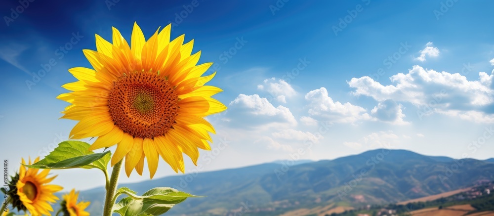 Poster vibrant yellow sunflower in the foreground with a clear blue sky and rolling hills in the background