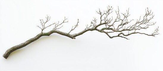 Fototapeta premium Brown twisted tree branch with sparse twigs, positioned diagonally on a white background, showcasing intricate details of nature's design.