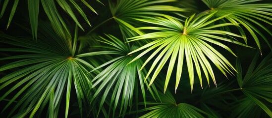 Lush green tropical palm leaves arranged in a dense pattern with varying shades of green against a dark background for a vibrant natural aesthetic