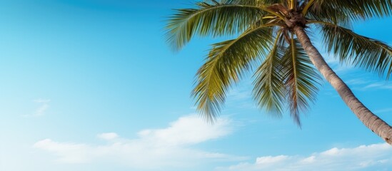 Obraz premium A vibrant coconut palm tree with lush green leaves positioned on the right side against a bright blue sky with soft white clouds inviting leisure travel.