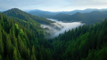 Fototapeta premium A mesmerizing aerial view of a forested mountain range with a foggy morning mist.